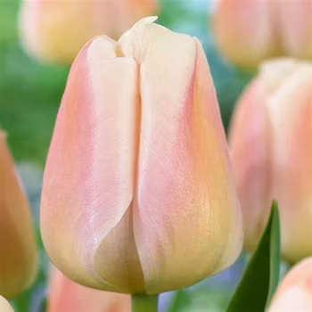Apricot  Pride