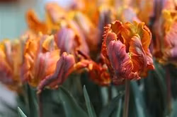 Princess Irene Parkiet