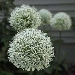 Allium Album