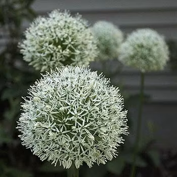 Allium Album
