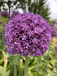 Allium Globemaster