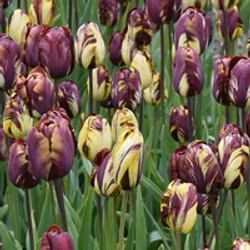 Absalon, historisk tulpan