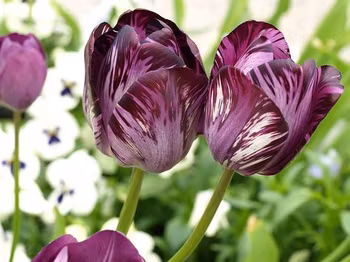 Columbine, historisk tulpan från1929