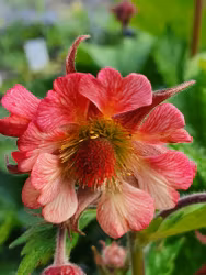 Nejlikerot Tempo Rose