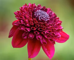 Rosie Raven, Limited