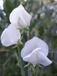 Luktärt "White Ensign"