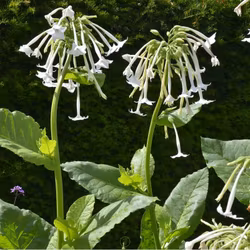 Nicotiana Sylvestris