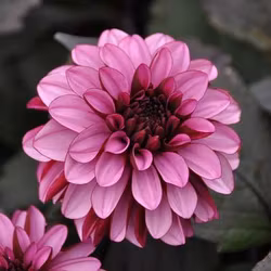 Melissa Anna Marijke, vakna