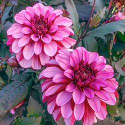 Melissa Anna Marijke, vakna