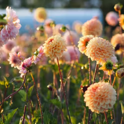 Wine Eyed Jill, vaken knöl