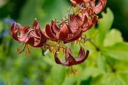 Lillium martagon "Claude Shride"