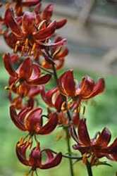 Lillium martagon "Claude Shride"