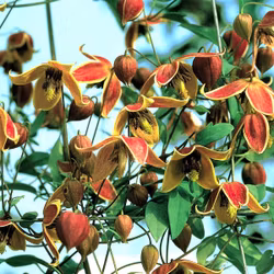 Clematis "My Angel"