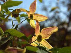 Clematis "My Angel"