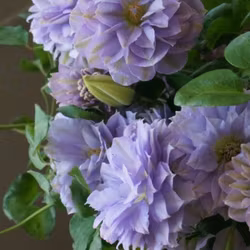 Clematis "Ruriokoshi"