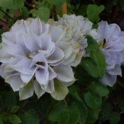 Clematis "Ruriokoshi"
