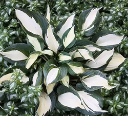 Hosta Fire and Ice