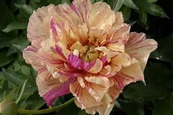 Itoh-pion "Lollipop"