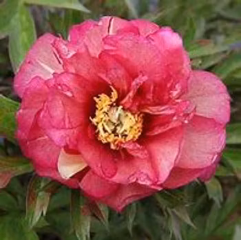 Itoh-pion "Pink Ardour"