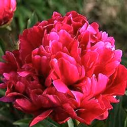 Pion "Karl Rosenfield"