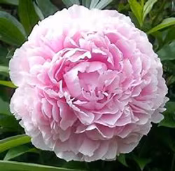 Luktpion "Sarah Bernhardt"