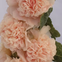 Stockros "Double Apricot"