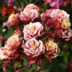 Akleja "Winky Double Red & White"