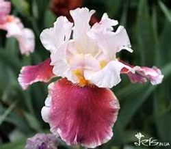 Iris germanica "Cranberry Swirl"