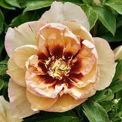 Itoh "Callies Memory"