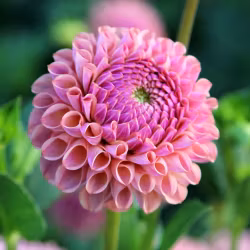 Mixpaket rosa, 4 dahlior