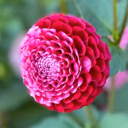 Mixpaket rosa, 4 dahlior