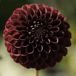 Mixpaket mörk, 4 dahlior