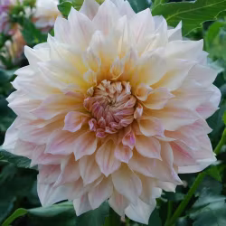 Mixpaket ljus, 4 dahlior