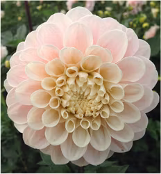 Mixpaket ljus, 4 dahlior