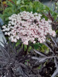 Blodfläder "Black Lace"