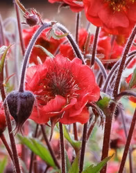 Nejlikerot "Flames of Passion"