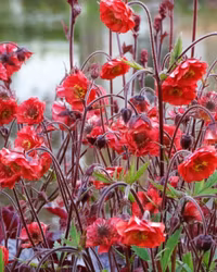 Nejlikerot "Flames of Passion"