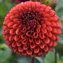 Mixpaket, orange & brända toner, 4 dahlior