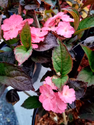 Hortensia "Daredevil"