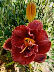 Daglilja "Night Ember"