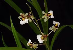 Sigmatostalix radicans