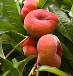 Persika "Fruit Me Peach Me Donut"