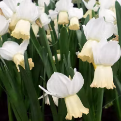 Narciss "Winter Walz"