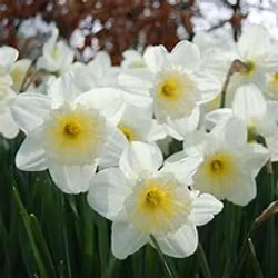 Narciss "Ice Follies"
