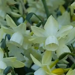 Narciss "Moonlight Sensation"