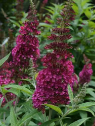 Buddleja davidii "Funky Fuchsia"
