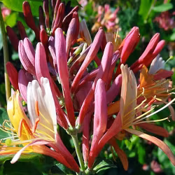 Lonicera heckrotti "Goldflame"