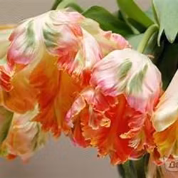 Apricot Parrot