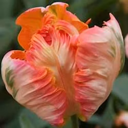 Apricot Parrot