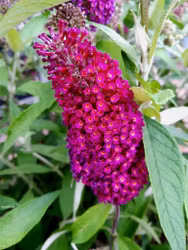 Buddleja davidii "Funky Fuchsia"